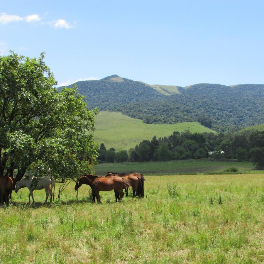 Evergreen Cabin Karkloof Villa Yarrow Kültér fotó